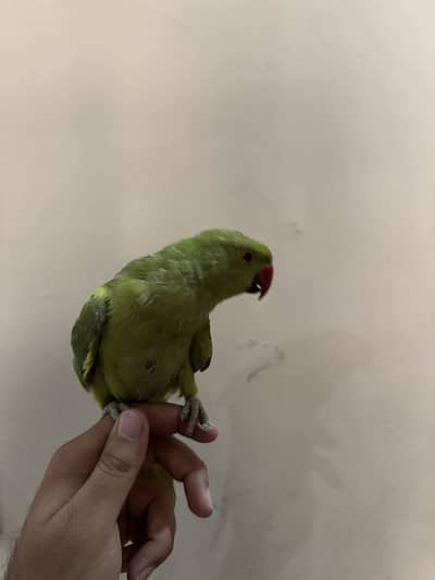 Male Ringneck 5 month old.