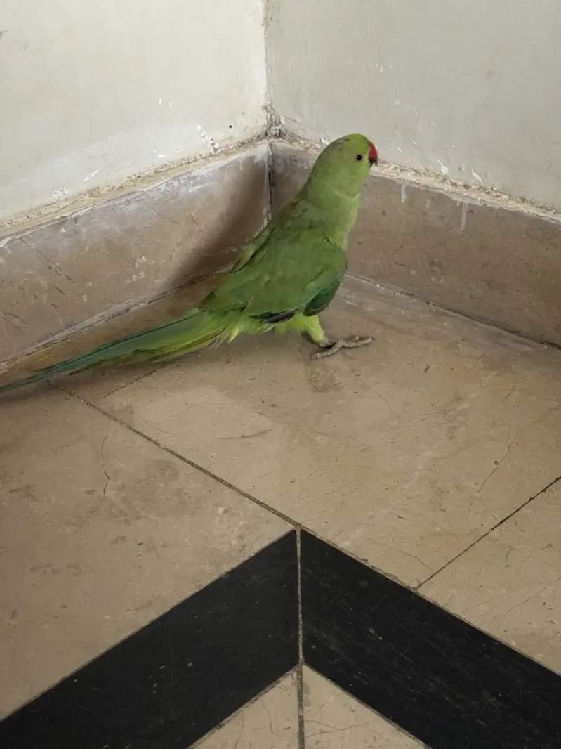 Male Ringneck 5 month old. — photo 2