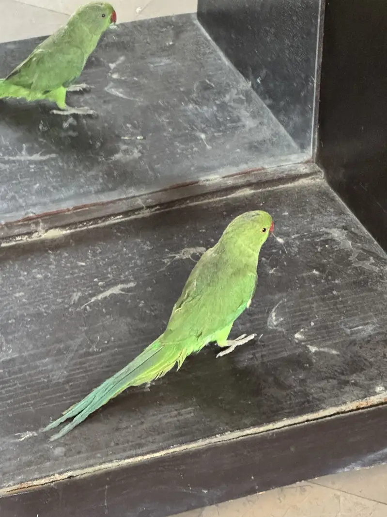 Male Ringneck 5 month old. — photo 3
