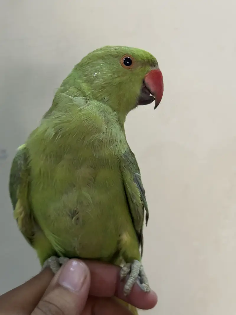 Male Ringneck 5 month old. — photo 5