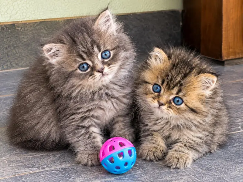 Persian kittens pair — photo 2