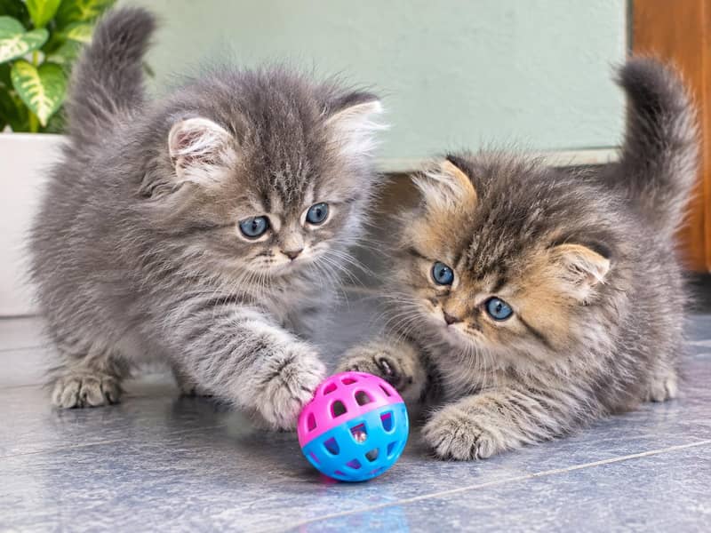 Persian kittens pair 2