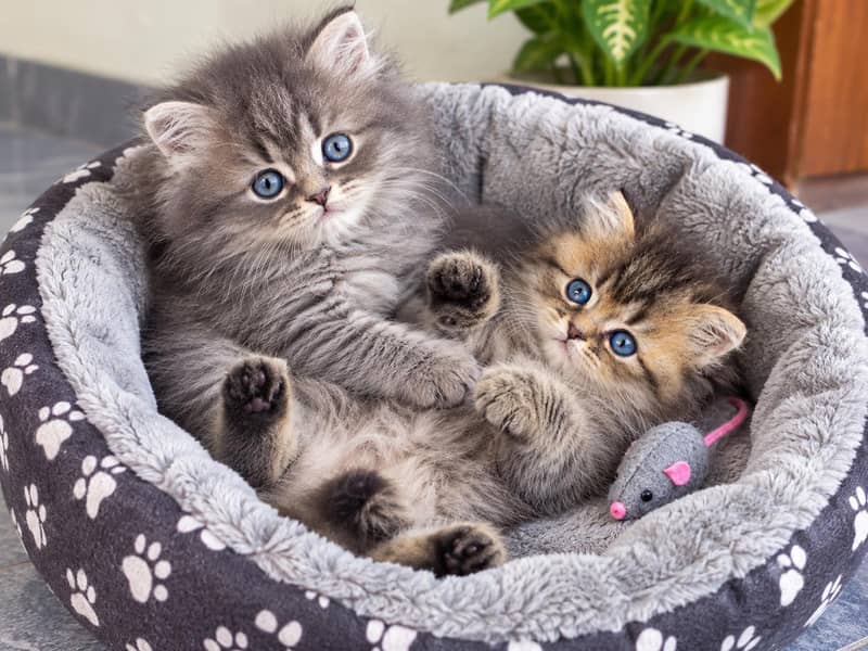 Persian kittens pair 3