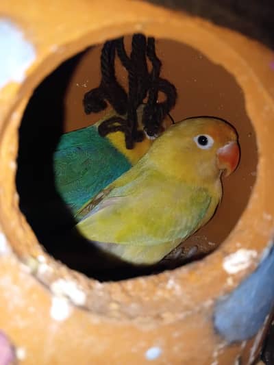 cute lovebird pair untame for sale