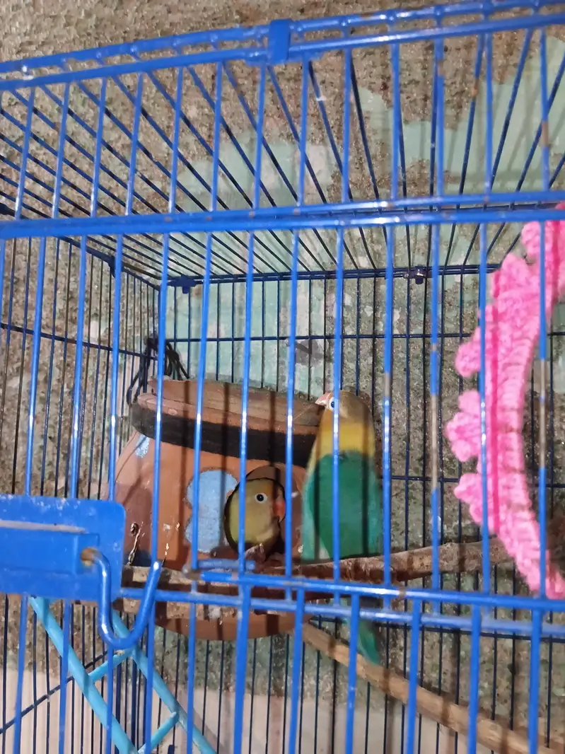 cute lovebird pair untame for sale — photo 2