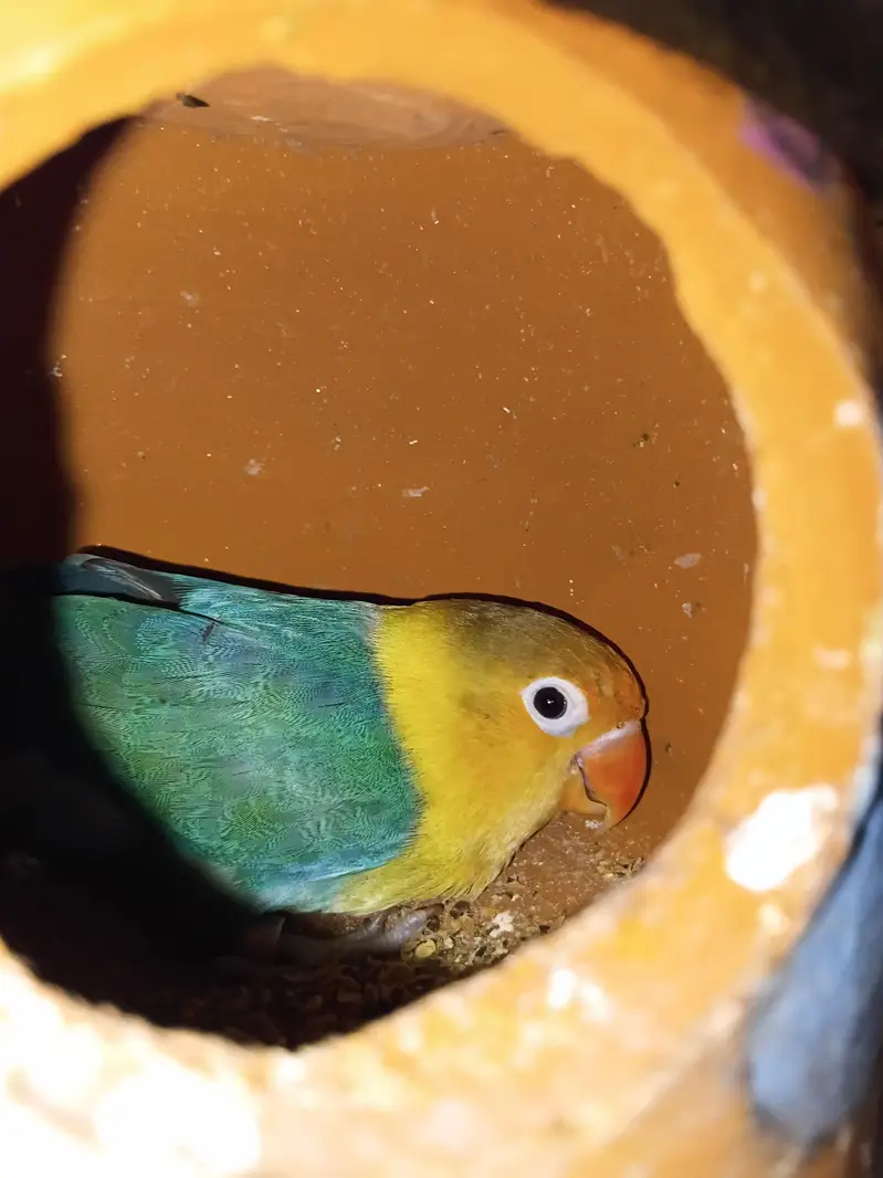 cute lovebird pair untame for sale — photo 3