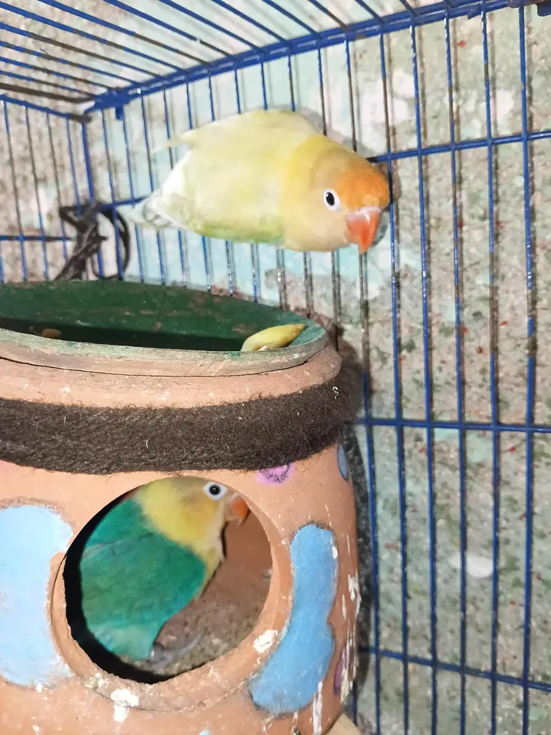 cute lovebird pair untame for sale — photo 4