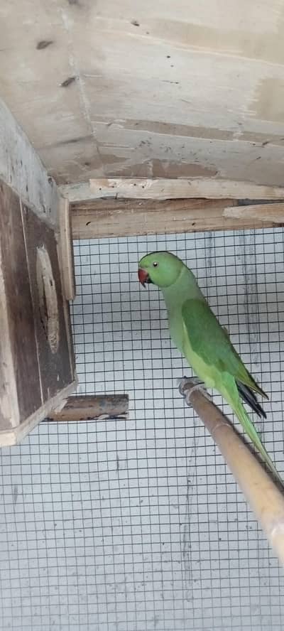 Healthy and Active pair ready for breeding