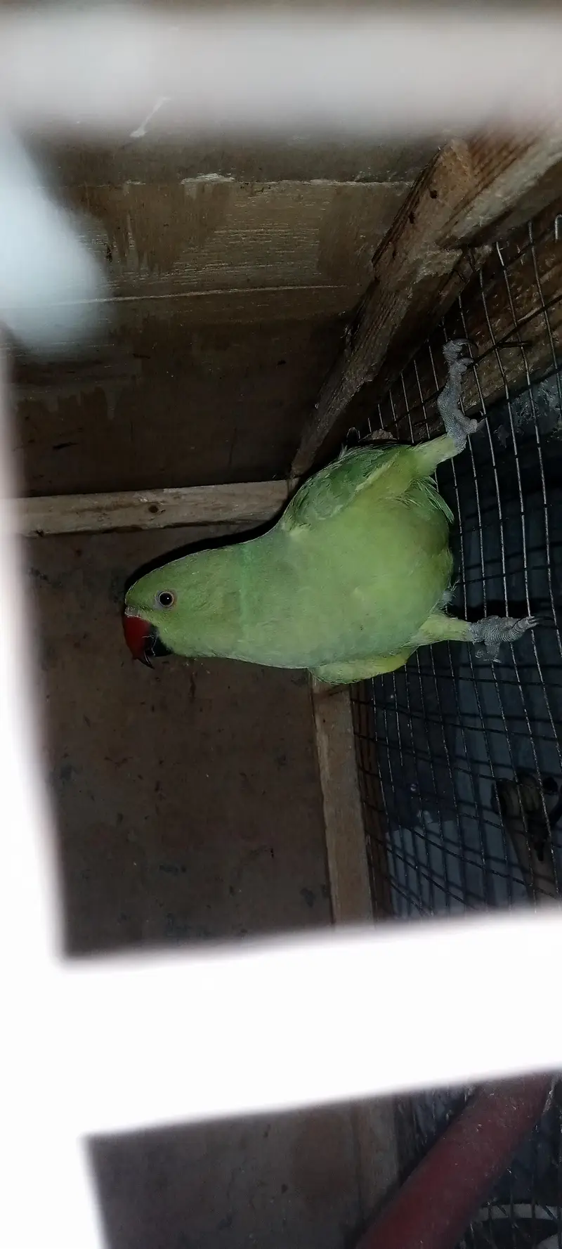 Healthy and Active pair ready for breeding — photo 2