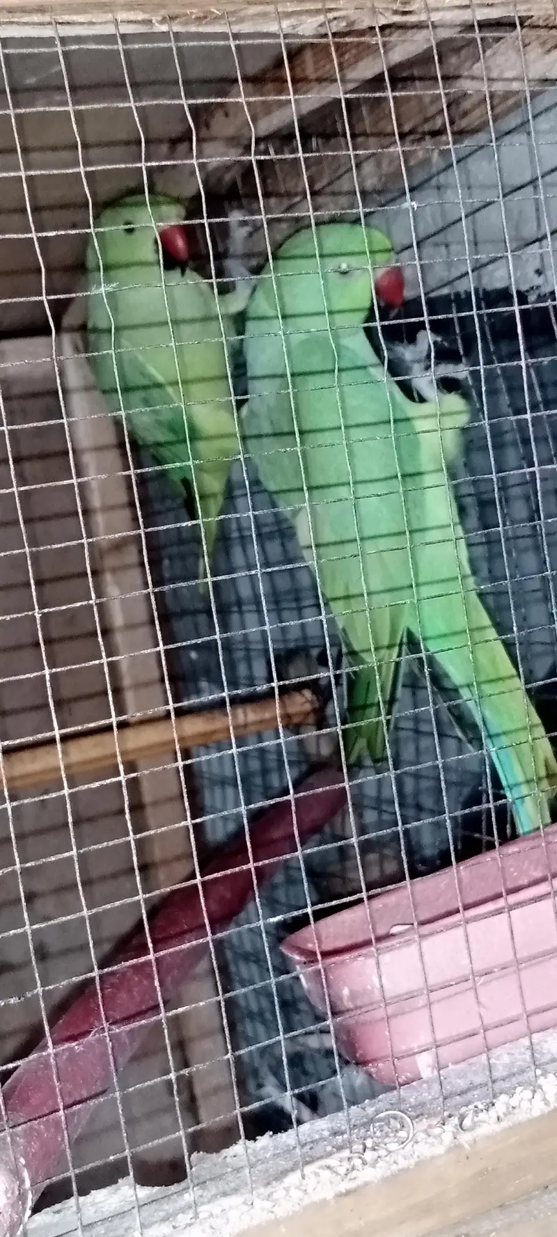 Healthy and Active pair ready for breeding — photo 3