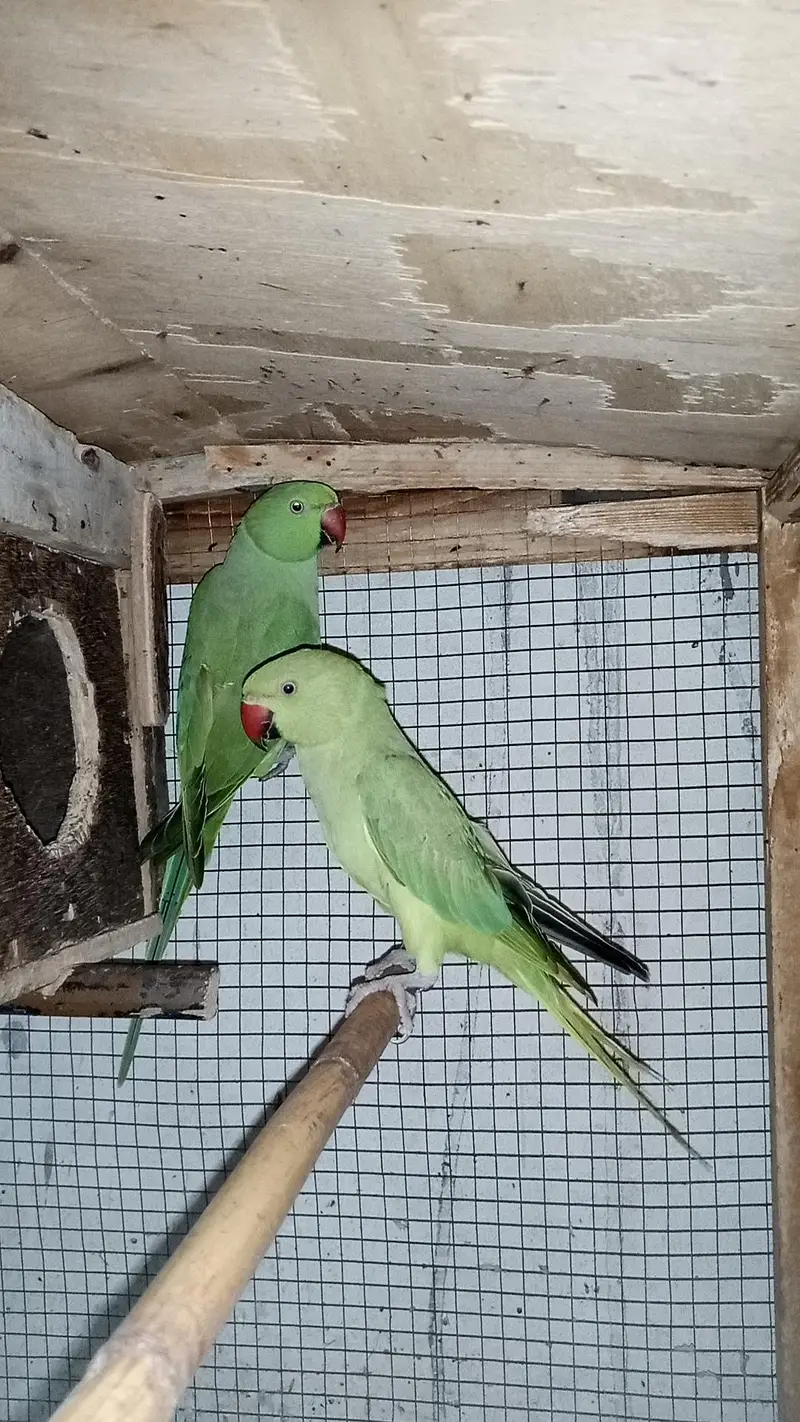 Healthy and Active pair ready for breeding — photo 4