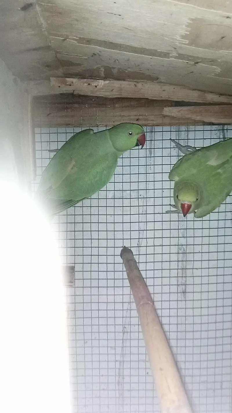 Healthy and Active pair ready for breeding — photo 5