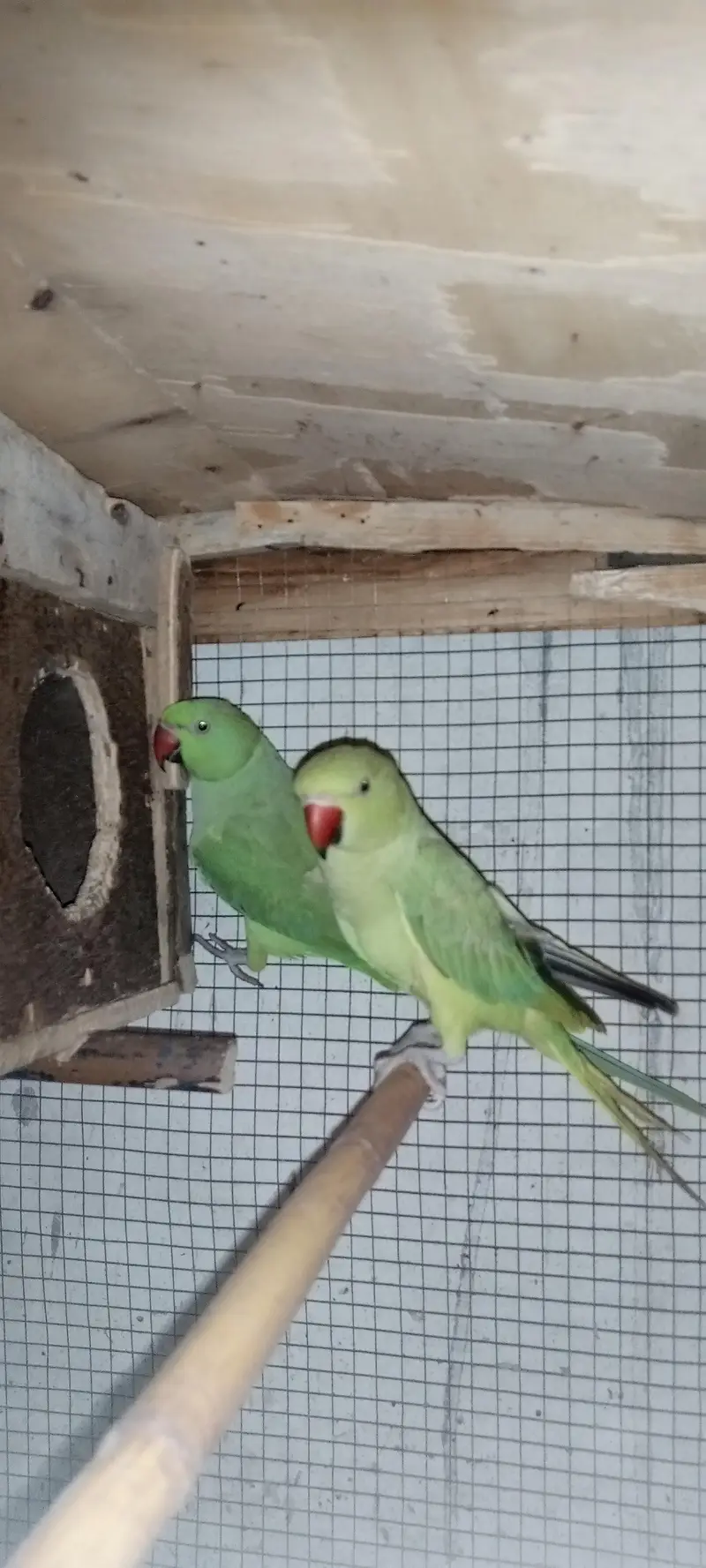 Healthy and Active pair ready for breeding — photo 6