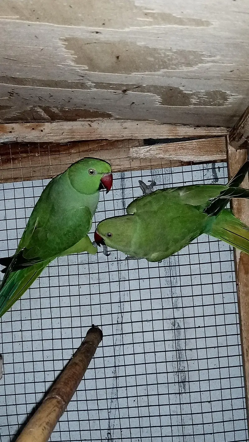 Healthy and Active pair ready for breeding — photo 7
