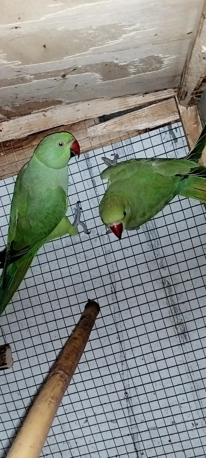 Healthy and Active pair ready for breeding — photo 9