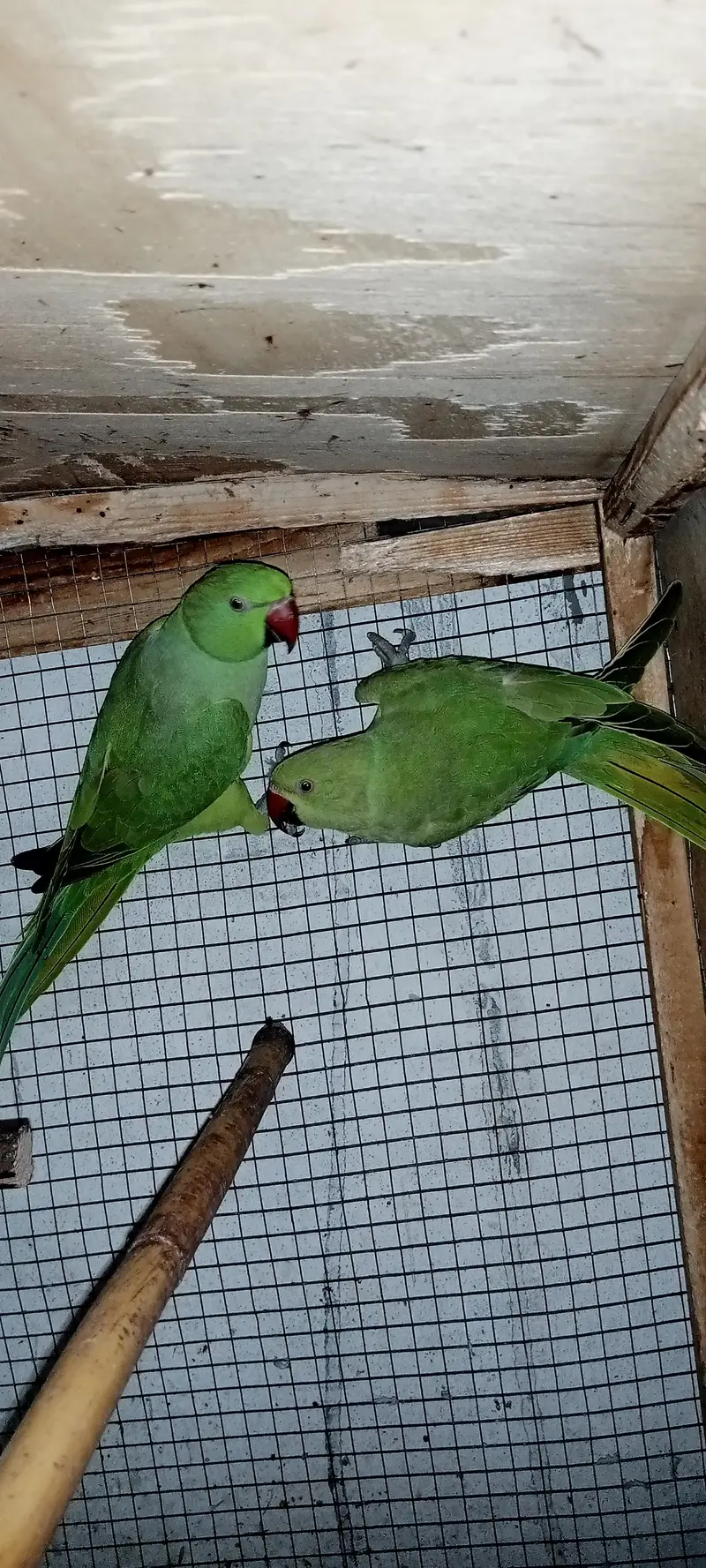 Healthy and Active pair ready for breeding — photo 10