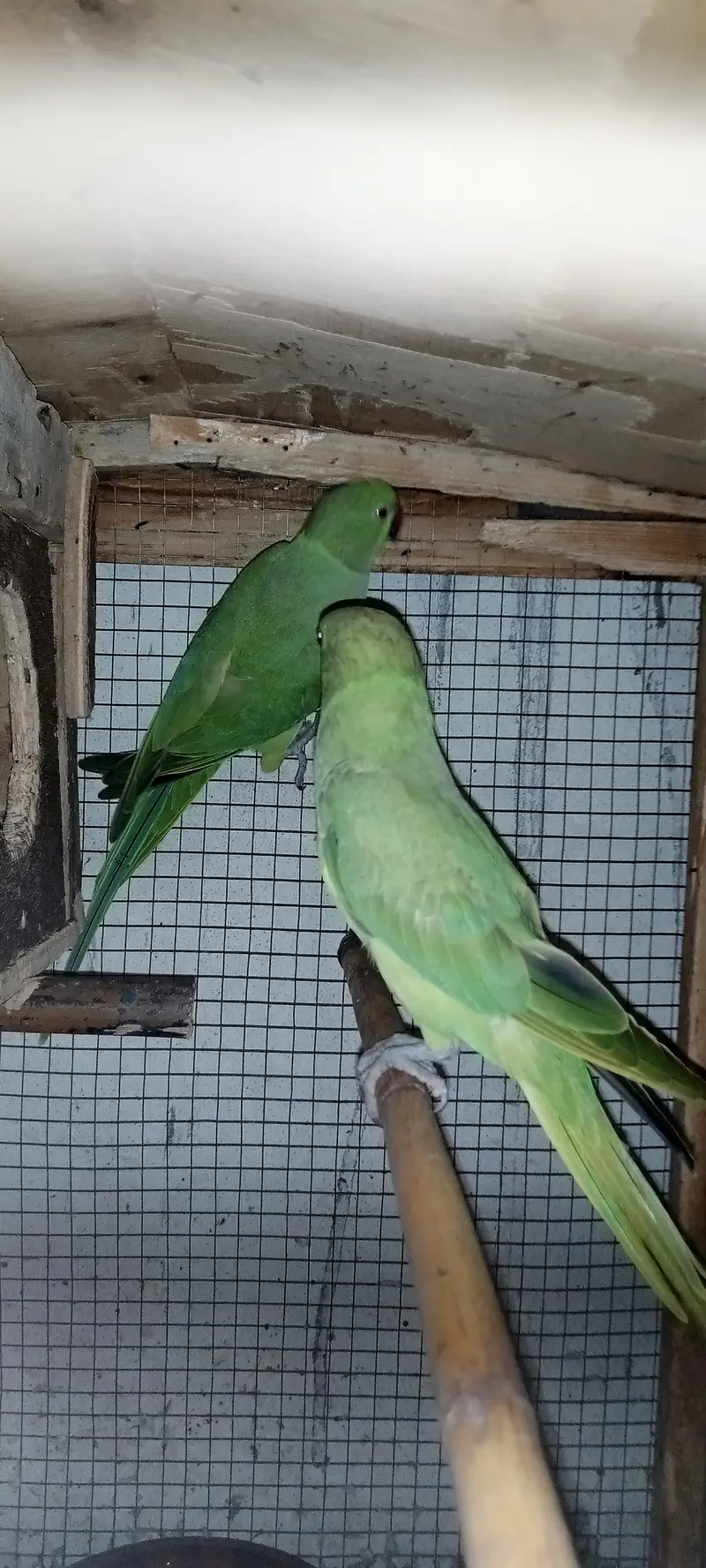Healthy and Active pair ready for breeding — photo 11