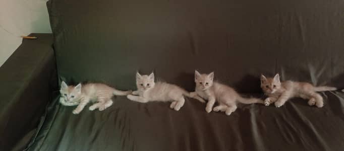 5 persian kittens