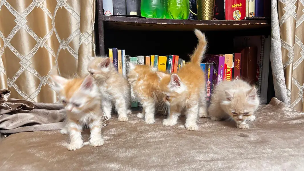 5 persian kittens — photo 2