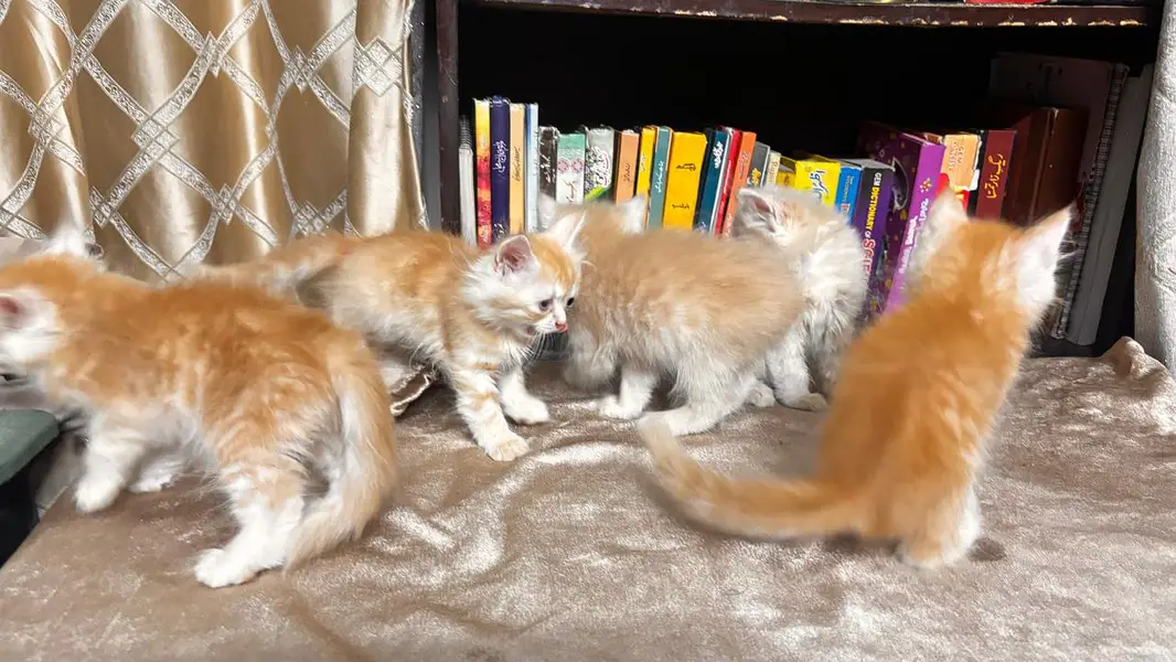 5 persian kittens — photo 3