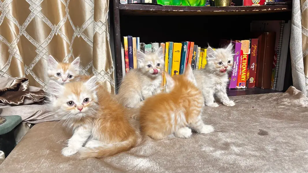 5 persian kittens — photo 4