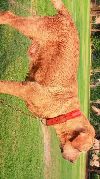 PKC pedigree labrador for sale