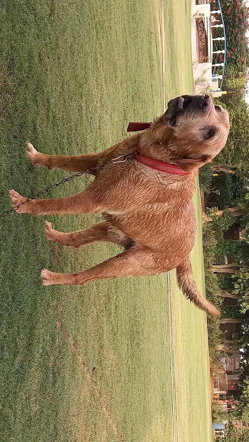 PKC pedigree labrador for sale — photo 2