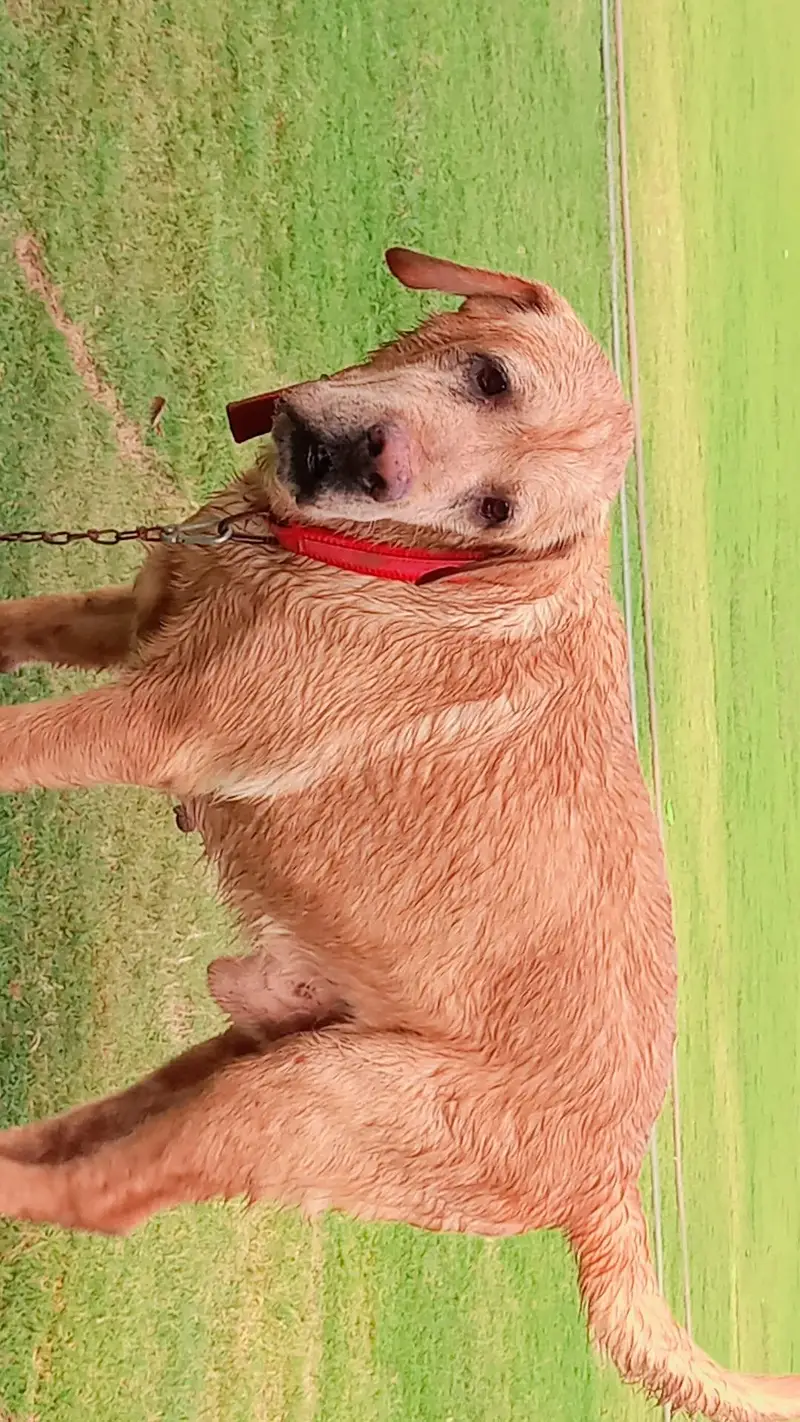 PKC pedigree labrador for sale — photo 4