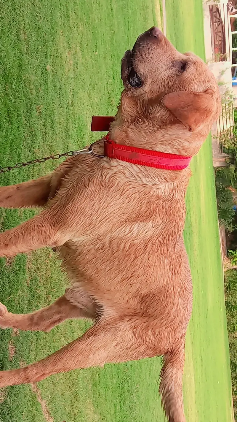PKC pedigree labrador for sale — photo 5