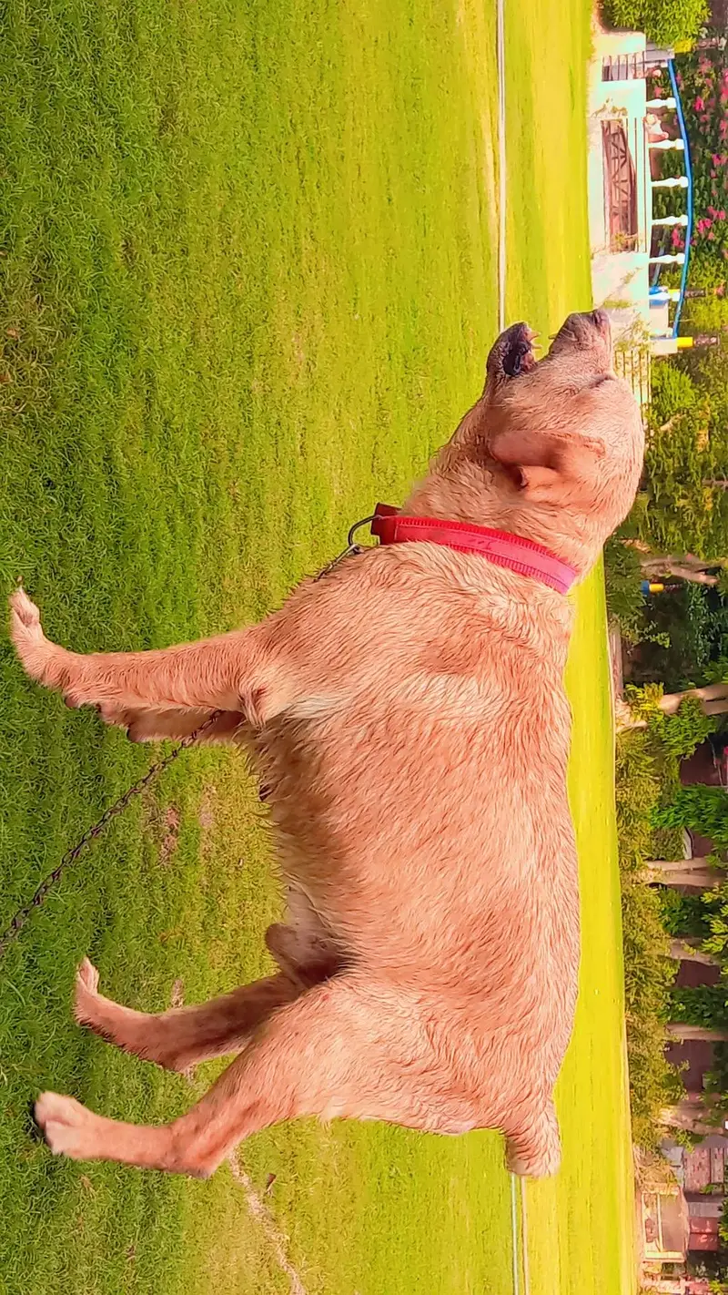 PKC pedigree labrador for sale — photo 6