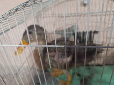 Female duck