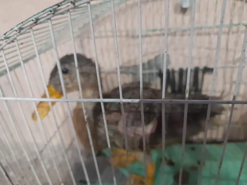 Female duck