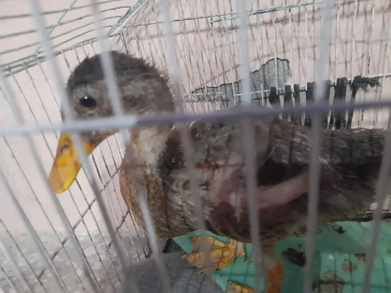 Female duck — photo 2