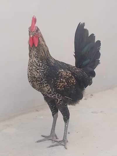 Misri murgi / anday wali murgi / dasi murgi / murgi / hen / Murga