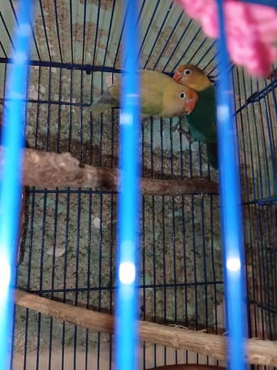 cute lovebird pair untamed