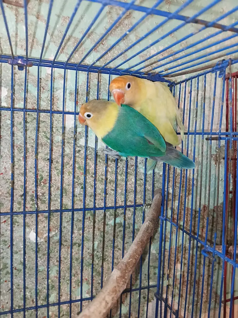 cute lovebird pair untamed — photo 2