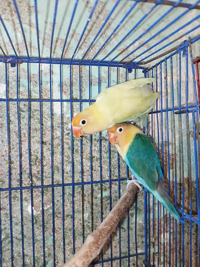 cute lovebird pair untamed — photo 3