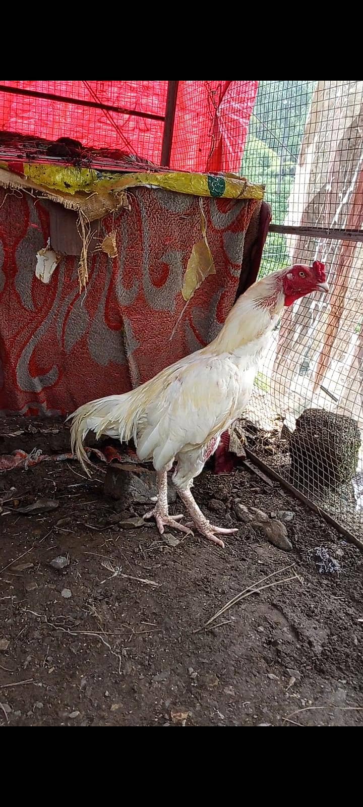 Heera pair 1