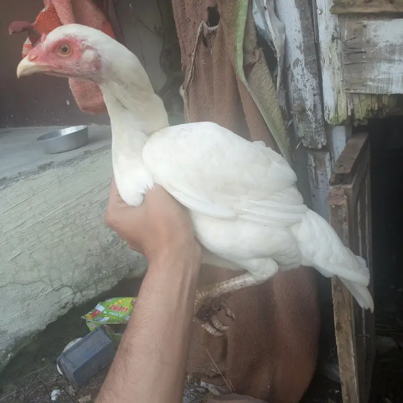 Heera pair — photo 3