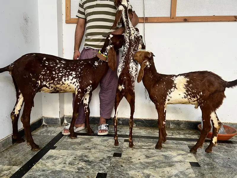 4دانت4 بکری میل فی میل 2بچوں کے ساتھ — photo 2