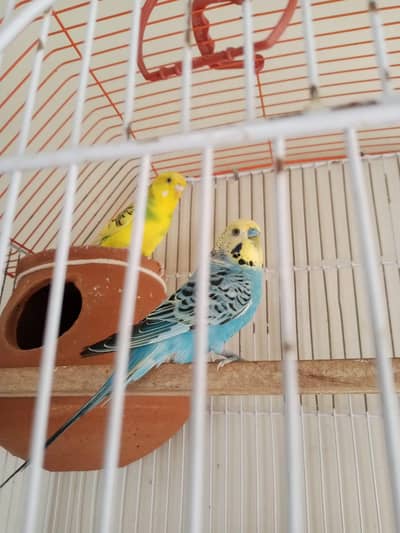 parrot sale with cage