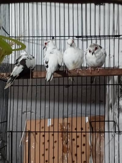 diamond paid dove