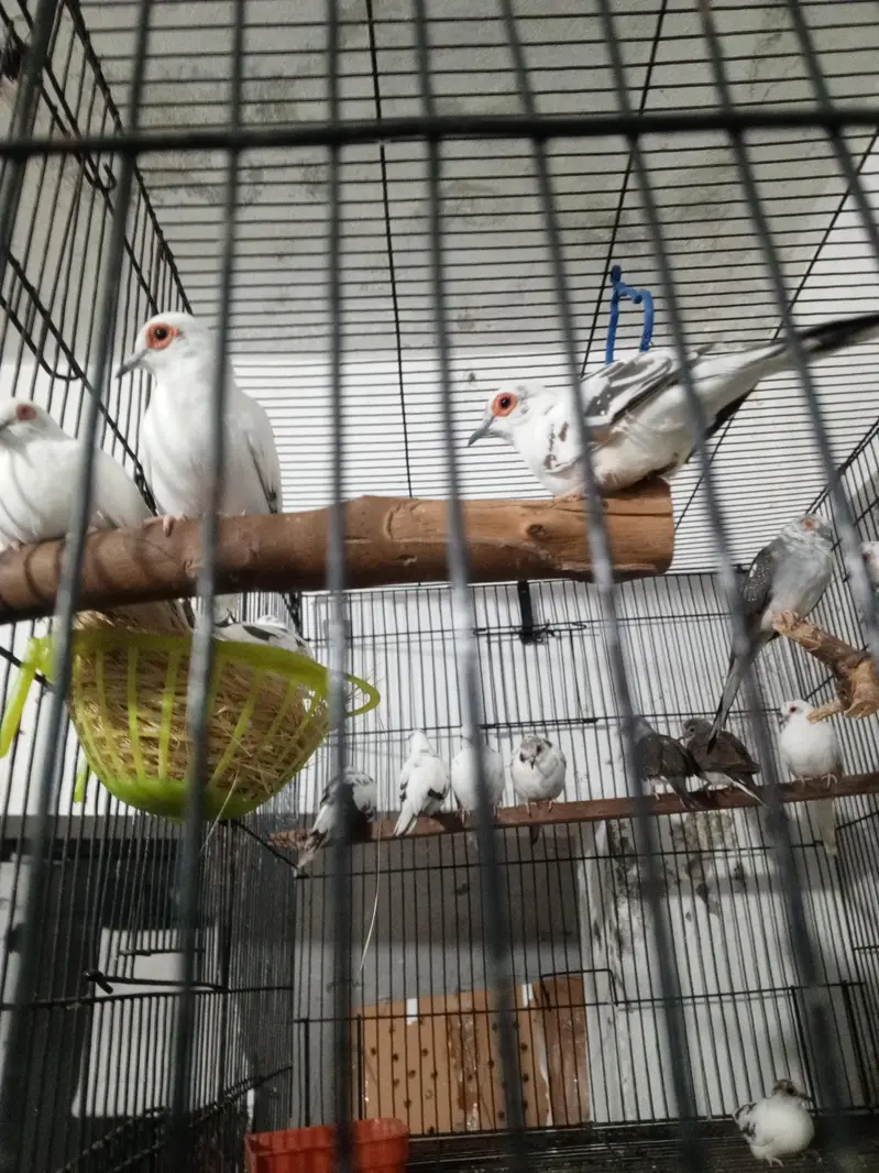 diamond paid dove — photo 2