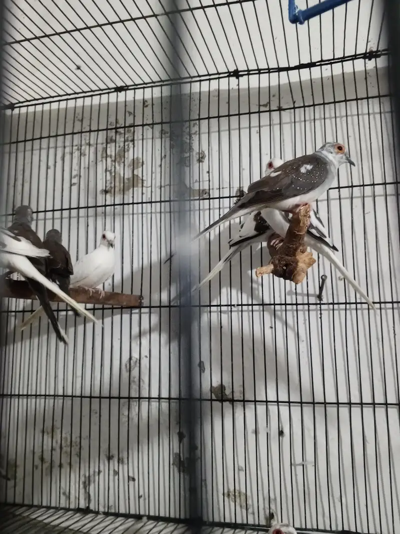 diamond paid dove — photo 3
