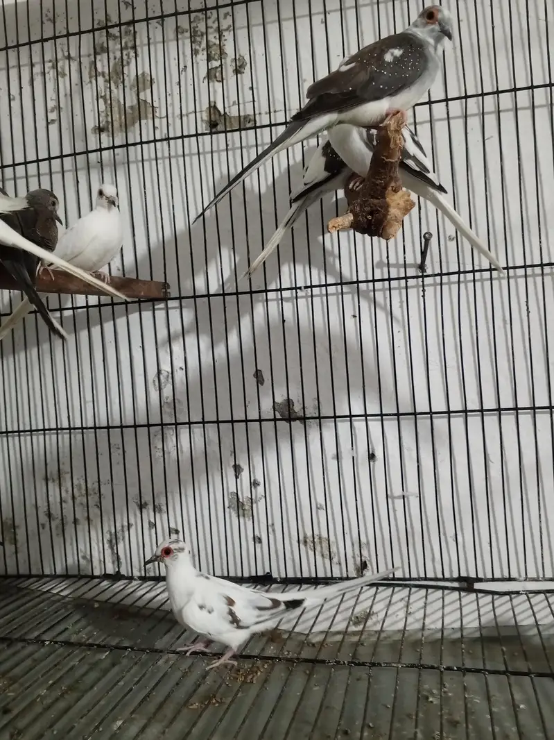 diamond paid dove — photo 4