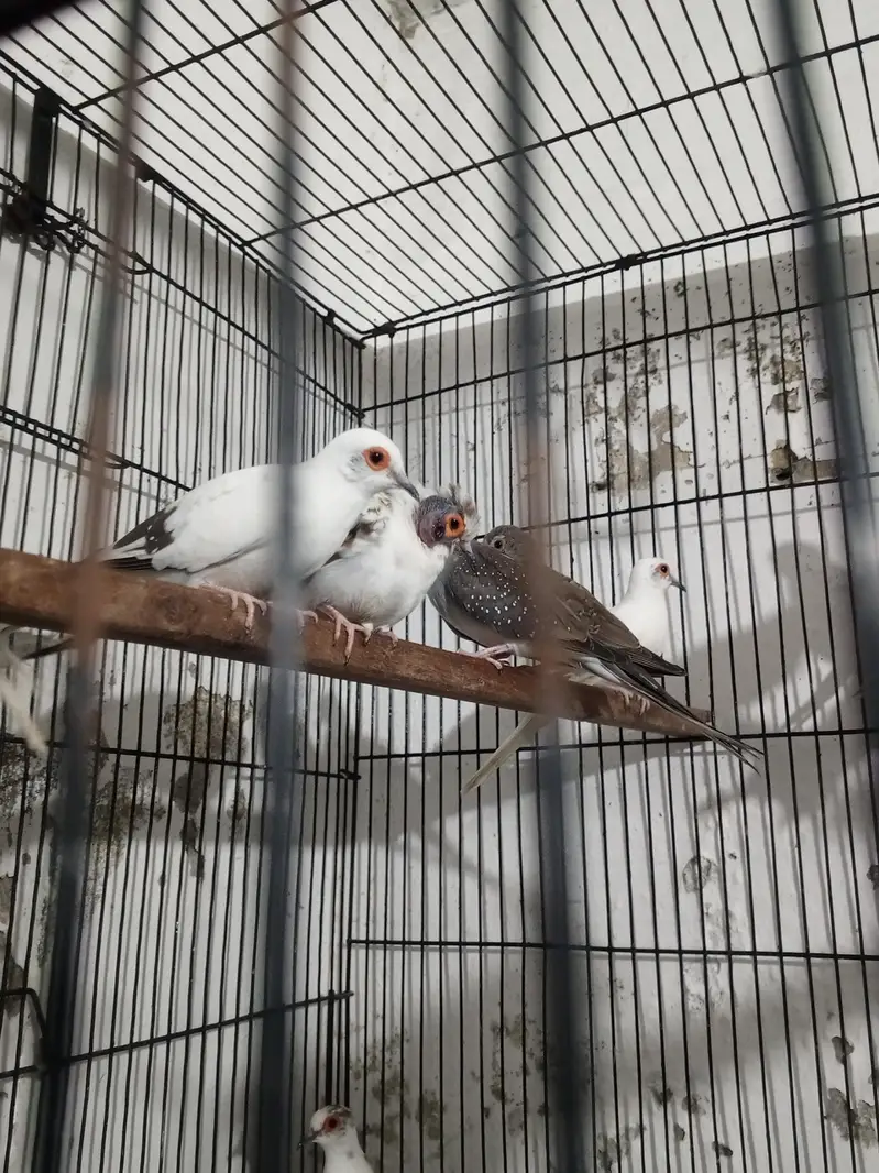diamond paid dove — photo 5