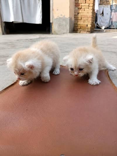 Beautiful White Persian Mix Kittens Pair for Sale
