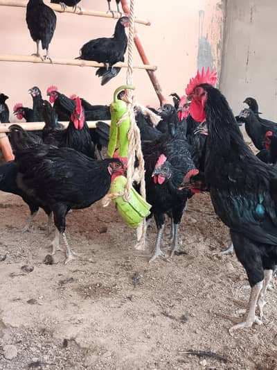 Black Australorp