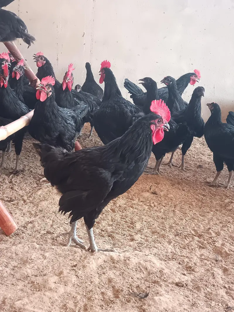 Black Australorp — photo 3