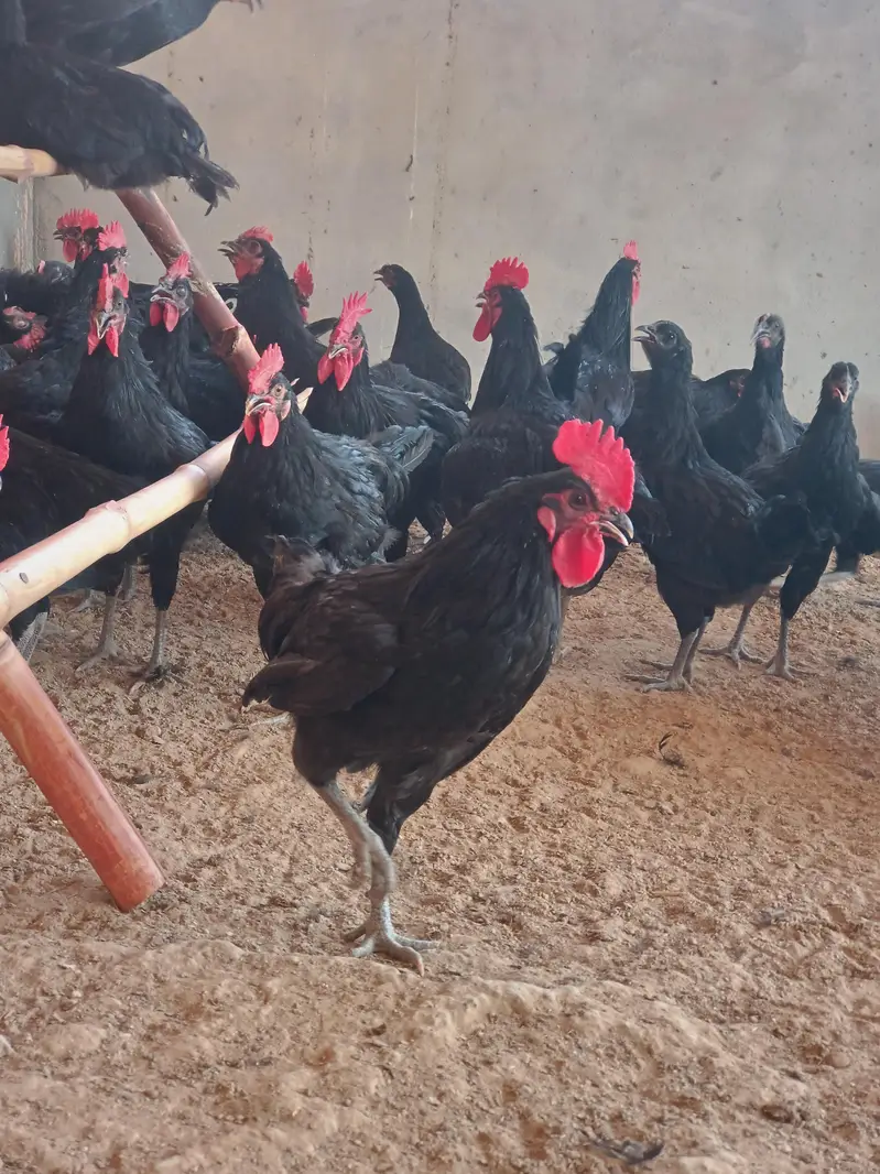 Black Australorp — photo 4